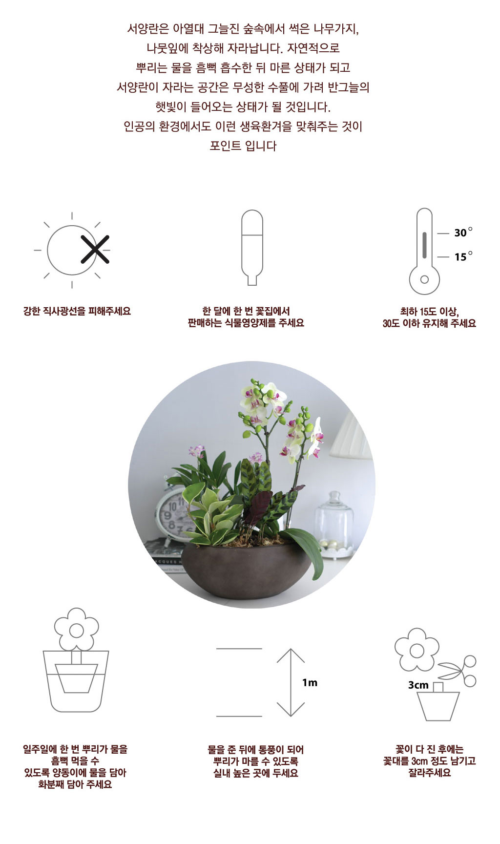 핑크호접란 특대