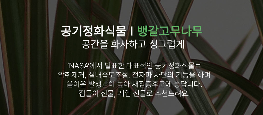 키우기 쉬운 공기정화식물 - 뱅갈고무나무