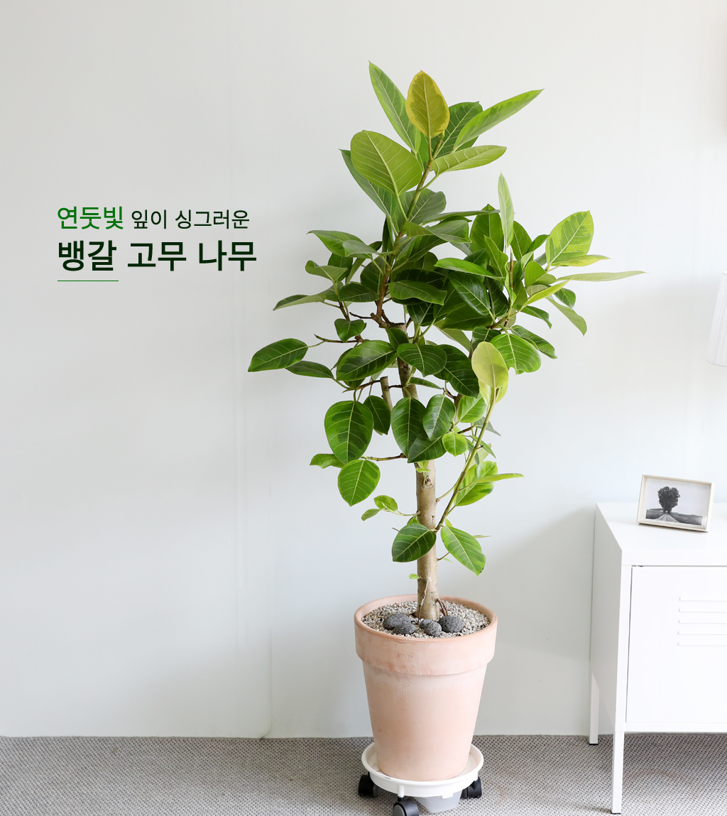 <div style="font-size:1.8em; font-weight:700; font-family: 'Noto Serif KR', serif; color:#000000; margin-top: 20px;">뱅갈고무나무</div>
열대아시아가 원산지로, '영원한 행복'이라는 꽃말을 가지고 있습니다.