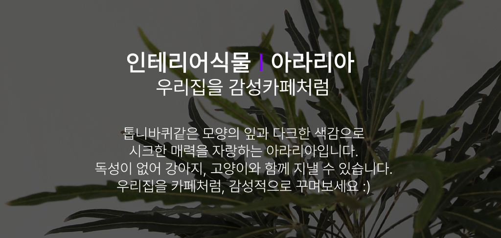 인테리어 식물, 아라리아
홈데코, 플랜테리어로 사랑받는 식물입니다.