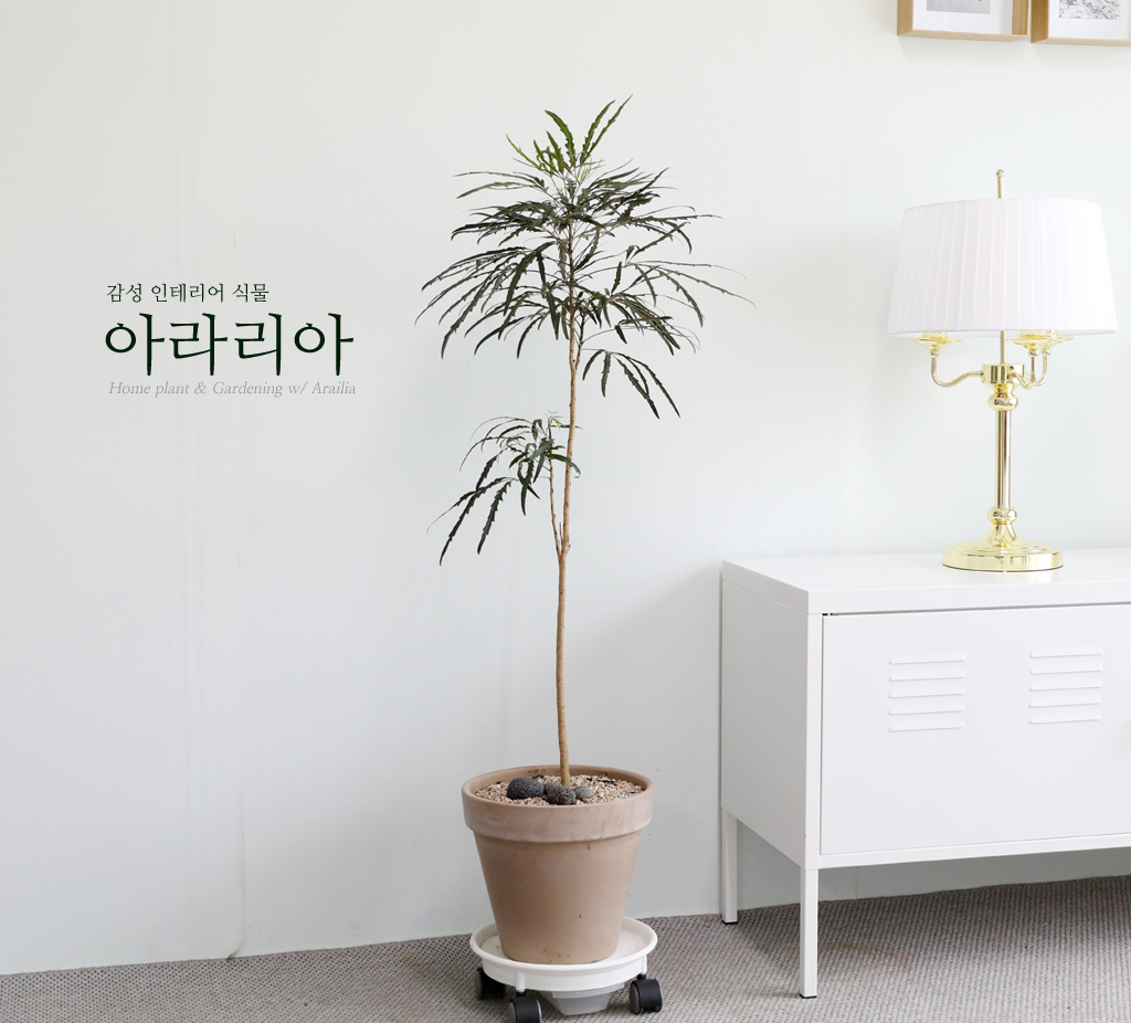 톱니바퀴 모양의 독특한 잎사귀가 매력적입니다.