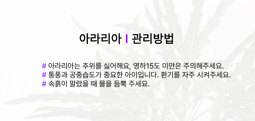 감성인테리어 식물 - 아라리아 (중)