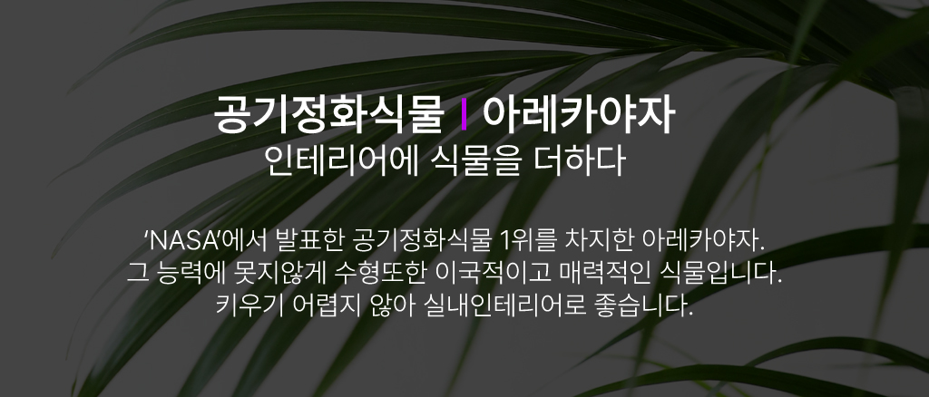 인테리어에 식물을 더하다 - 아레카야자