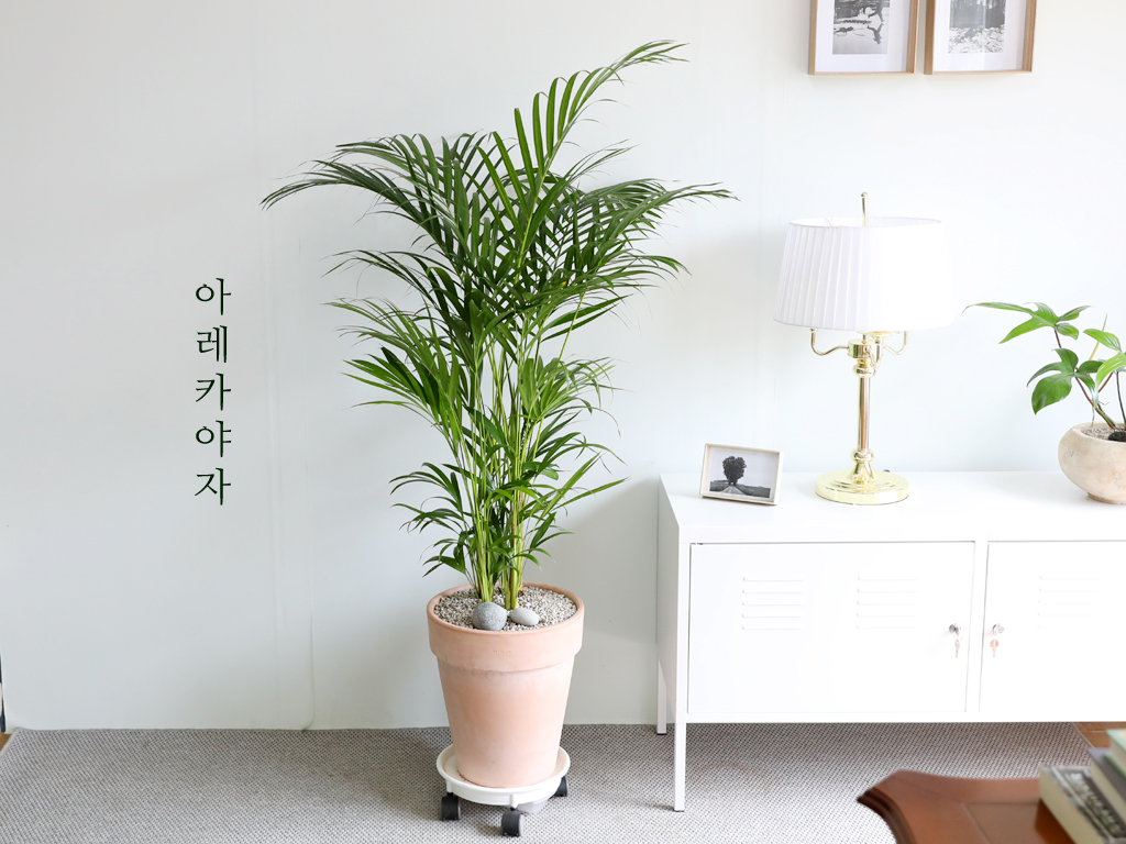 인테리어에 식물을 더하다 - 아레카야자