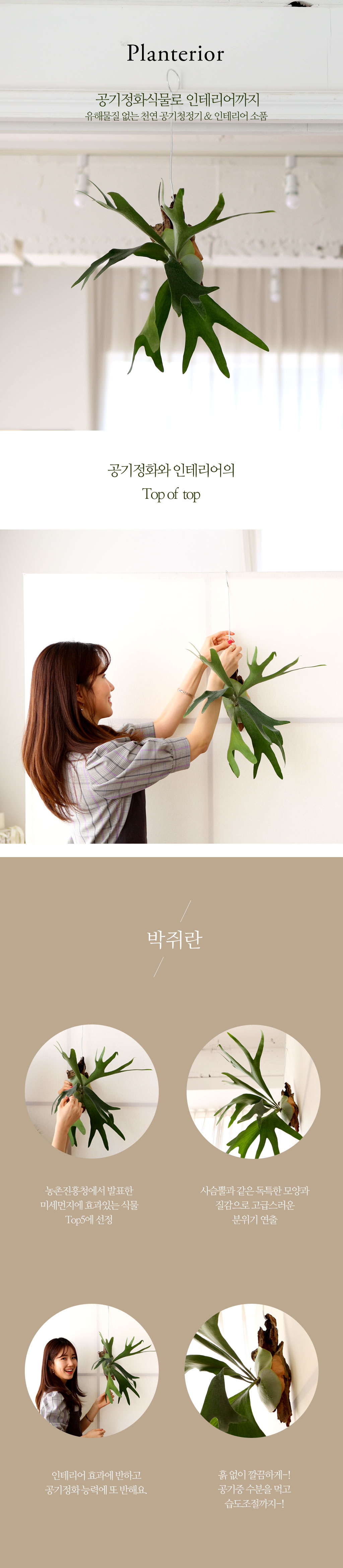 농촌진흥청에서 실험을 통해 발표한
미세먼지에 효과가 있는 식물 탑5에 선정된 '박쥐란'입니다.
박쥐란은 기능적 심미적 기능을 모두 갖춘
플랜테리어의 대표주자라고 할 수 있습니다.