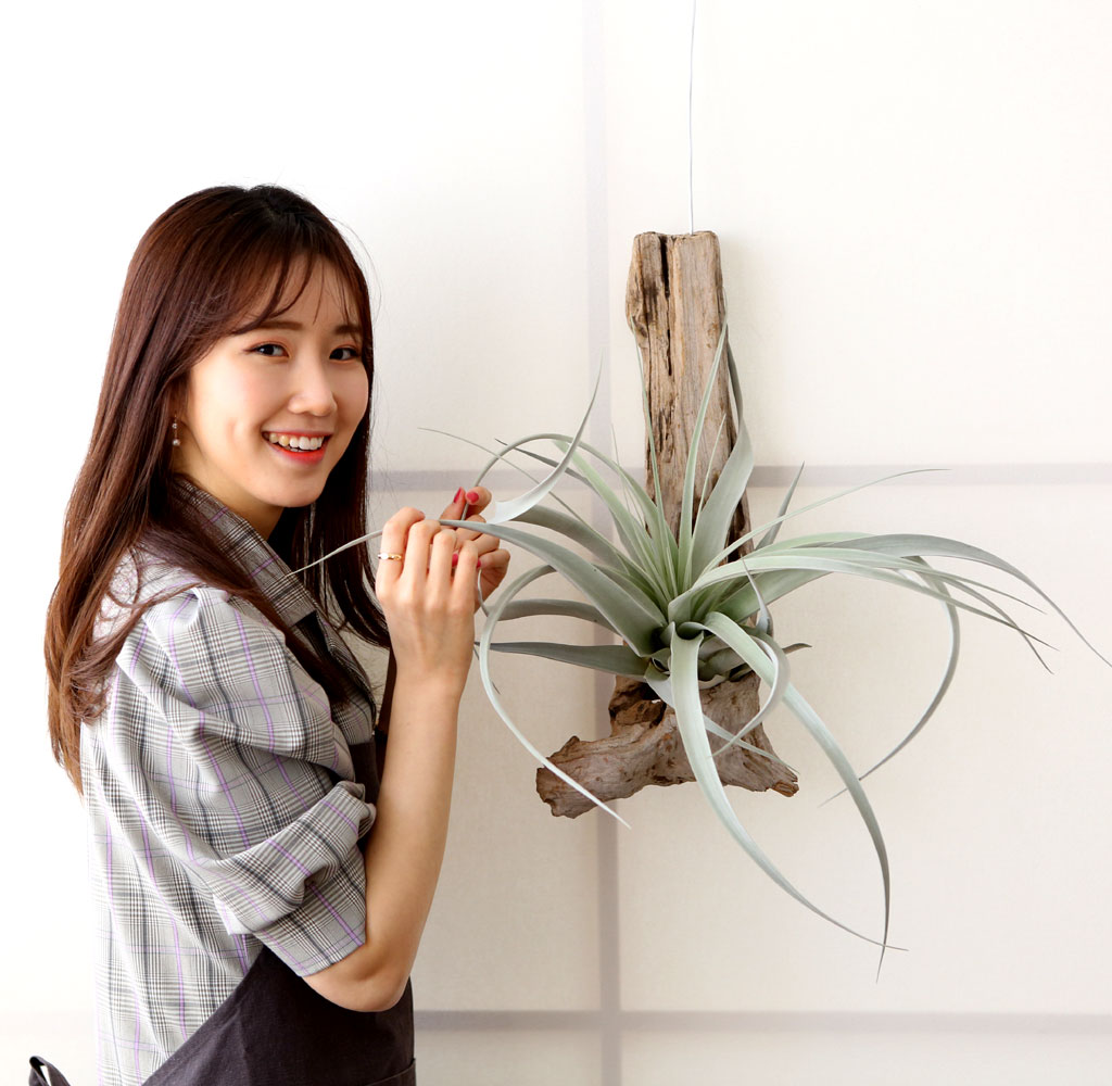 은백색의 라인이 아름다운 잎이 중성적인 매력을 자아내고
오래된 고목과 오묘한 조화를 이루어 내는 모습이
세련되면서도 고풍스러운 분위기를 연출 할 수 있습니다.
행잉하여 연출하여도 좋지만 변화가 필요한 공간에
내려 놓아도 빈티지하면서도 세련된 느낌을 줄 수 있습니다.
남들과는 다른 유니크한 식물로 플랜테리어를 하고 싶다면
틸란드시아 세로그라피카를 꼭 추천드릴게요.
피치못할 사정으로 답답한 실내생활을 하게 된 요즘,
행잉공중식물로 작지만 큰 변화를 통해 또 다른 방법으로
실내생활을 즐겨보는 건 어떨까요?