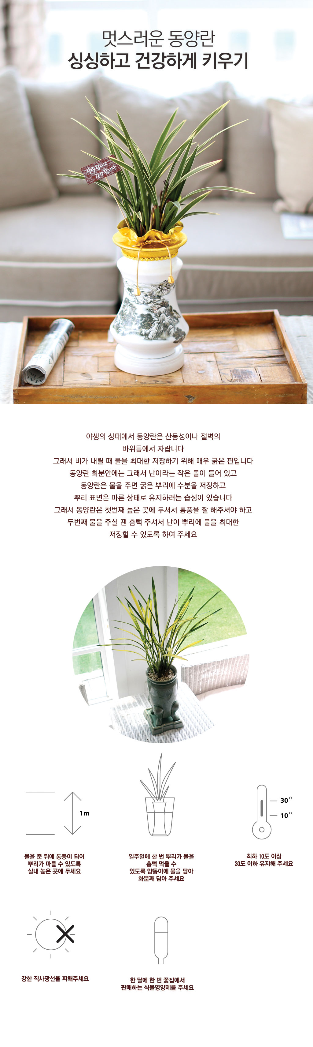 동양란