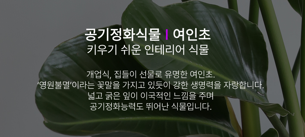 <div style="font-size:1.8em; font-weight:700; font-family: 'Noto Serif KR', serif; color:#000000; margin-top: 21px;">여인초</div>
잎자루 아래에 빗물이 저장 되는데 그 물로 길 가던 여행자들이 갈증을 풀어서 붙여진 이름입니다.