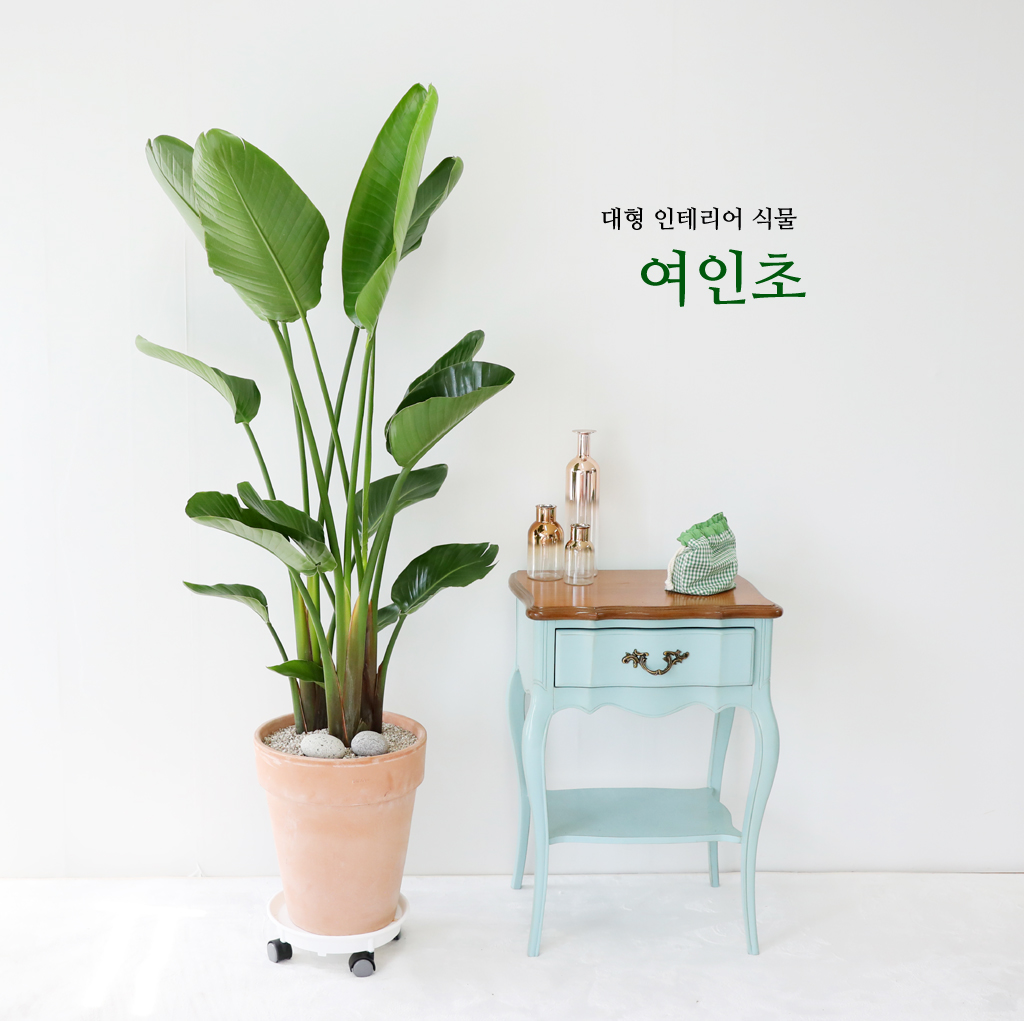 시원하고 멋스러운 여인초는 인테리어 화분으로 인기가 많으며,
개업 축하 선물로도 인기있는 식물입니다.