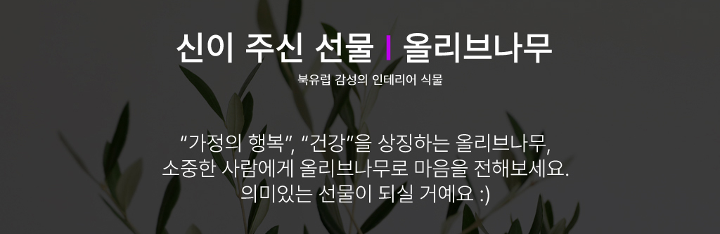 가정의 화목을 상징하는 올리브나무
