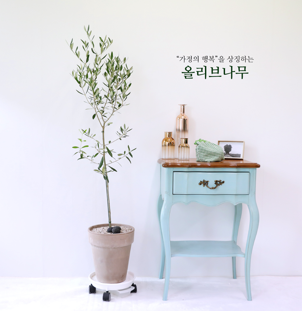 가정의 화목을 상징하는 올리브나무