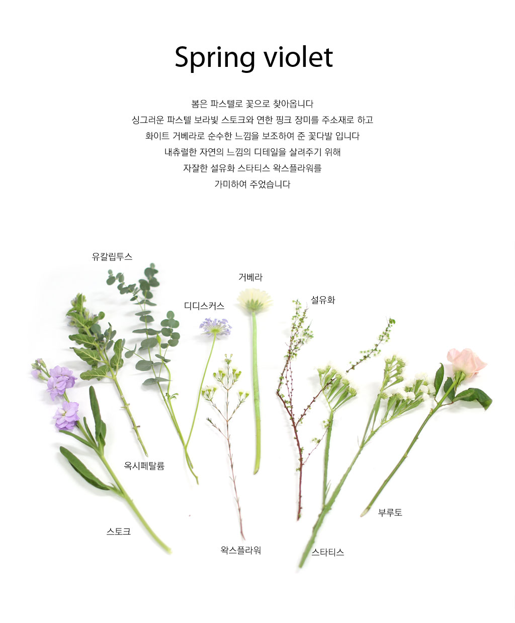 Spring violet - 보라빛 봄빛 햇살