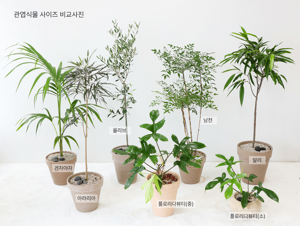 플라워 119는 가장 이쁜 수형의 식물을 고급 이태리/베트남 토분에 식재하여 배송해드립니다.
(수도권지역에서 제공되는 토분으로 수도권 외 지역은 화기가 달라질 수 있습니다.)