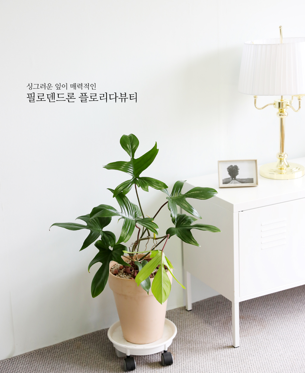 유니크한 반려식물을 찾는다면 플로리다뷰티 (중)