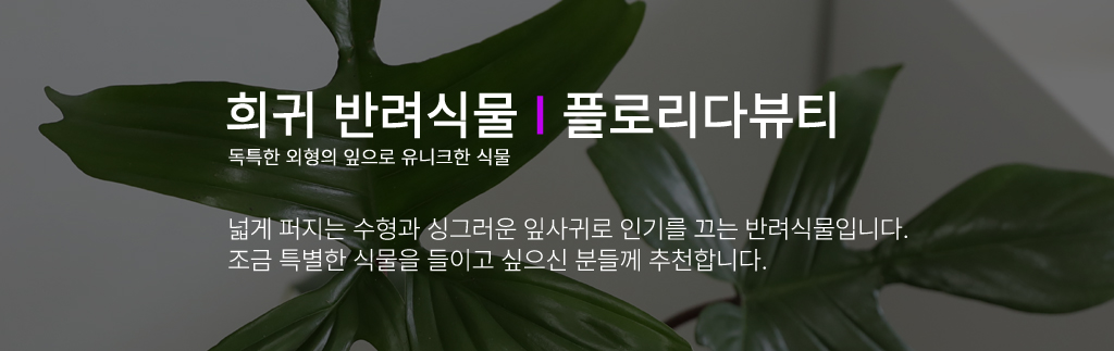 선반위 감성반려식물 - 플로리다뷰티(소)