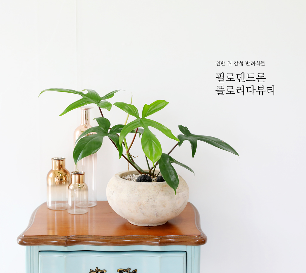 선반위 감성반려식물 - 플로리다뷰티(소)