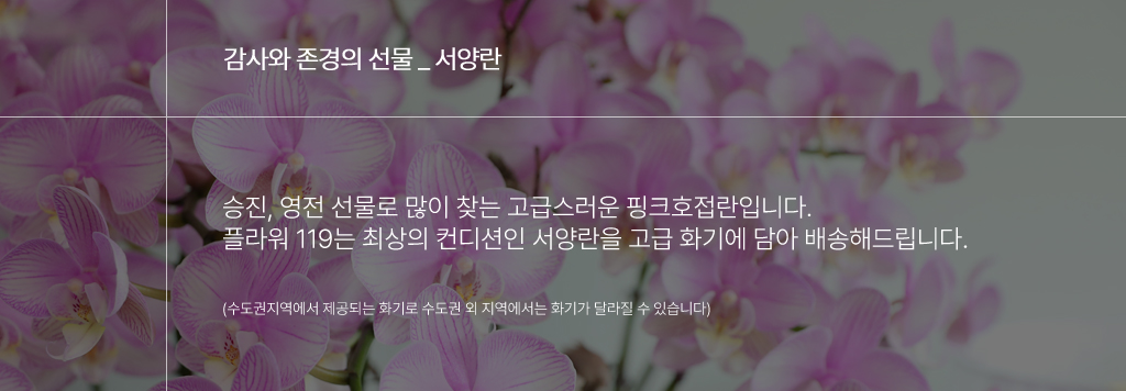 고급사각화기에 담긴 서양란 - 샬롯