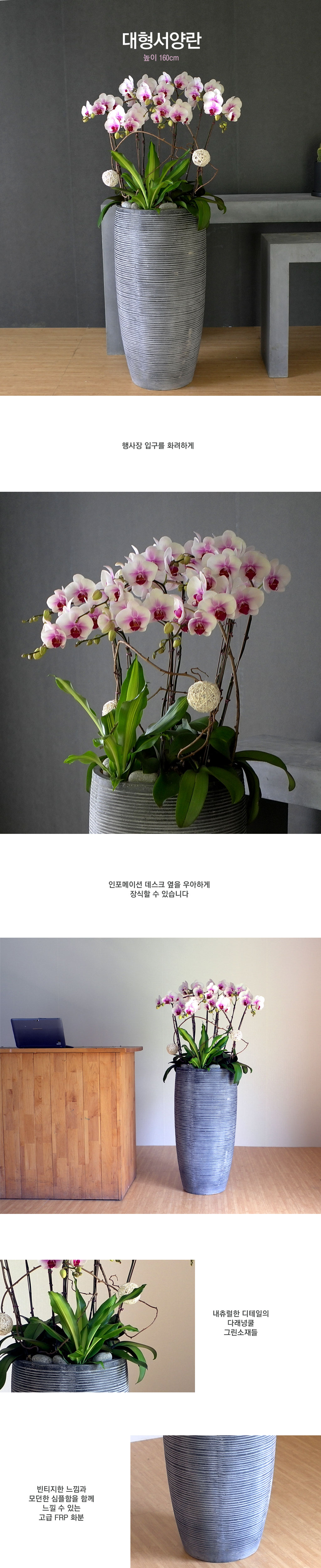 대형서양란 smile moon