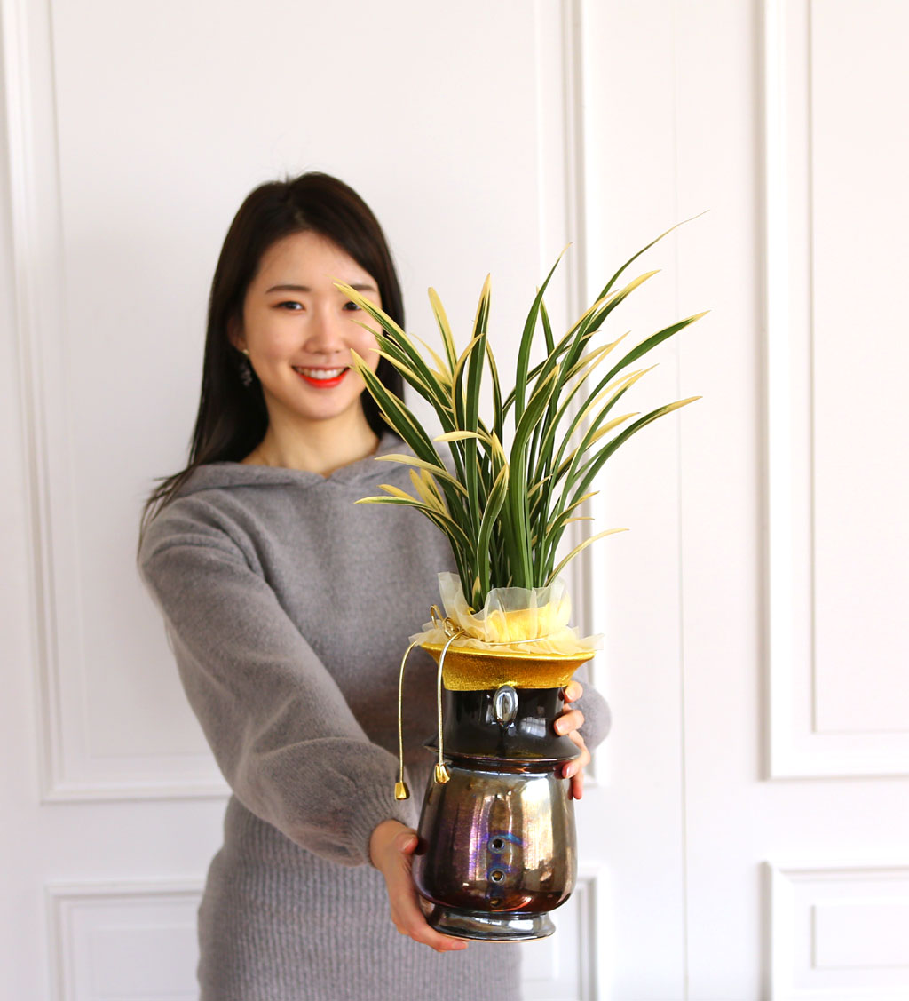 명품 동양란 금기! 승진 영전하신 분들에게 품격을 선물하세요
