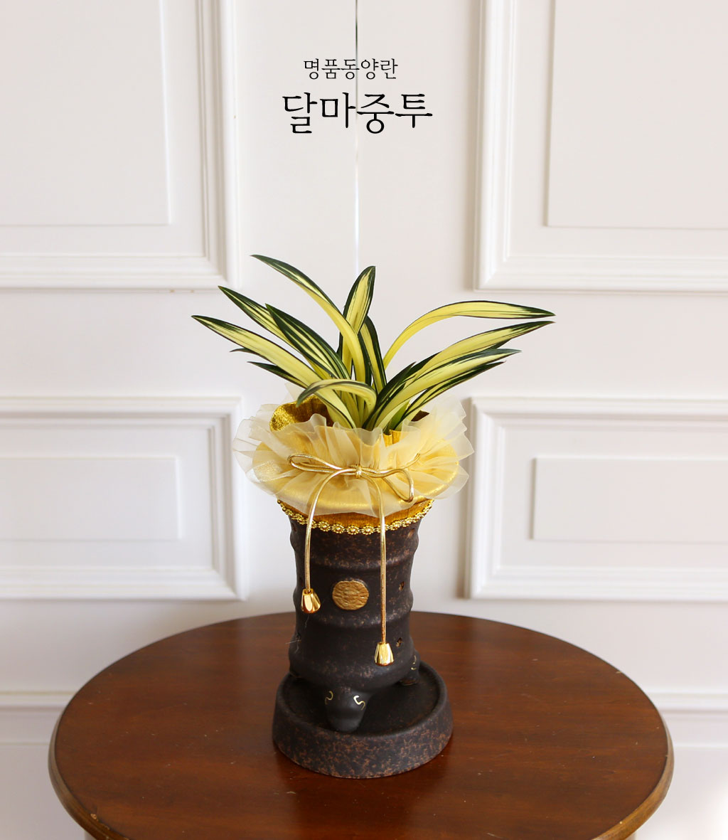 황금색 무늬가 선명한 고급동양란 달마 입니다