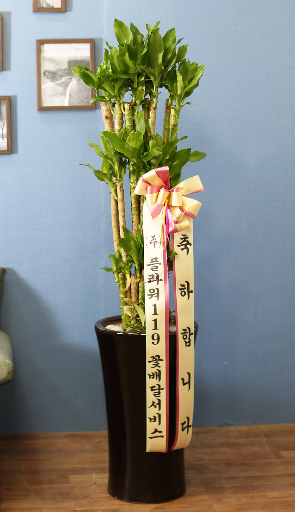 실내식물은 사람에게 좋아요 - 성공과 부를 기원하는 황금죽(3단)