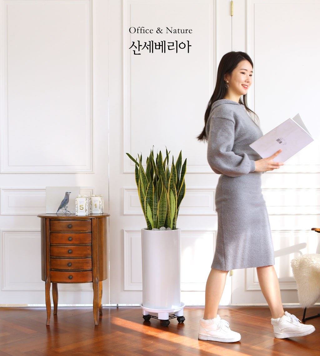 공기정화 기능의 대명사 산세베리아입니다