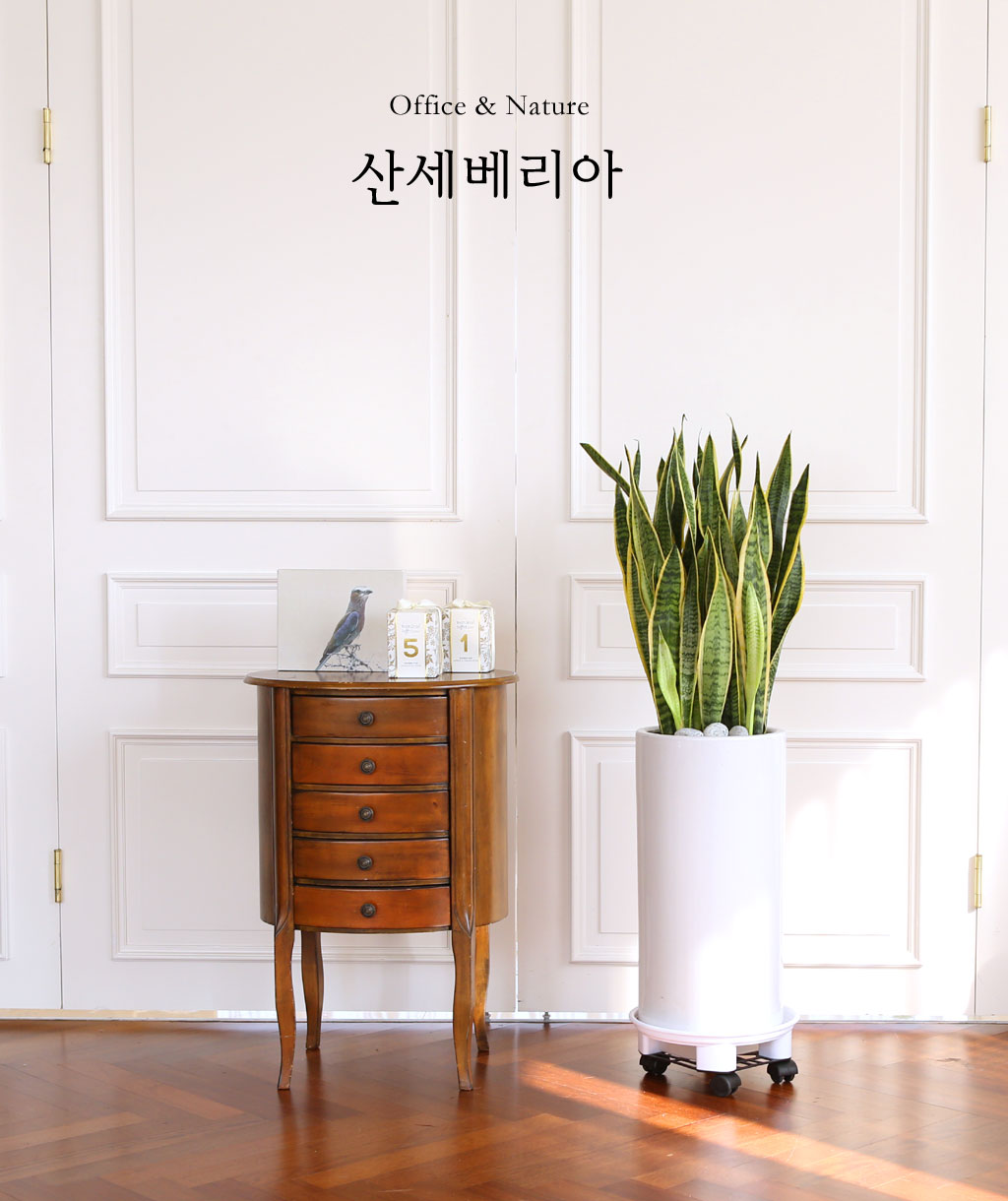 Offfice & nature 산세베리아