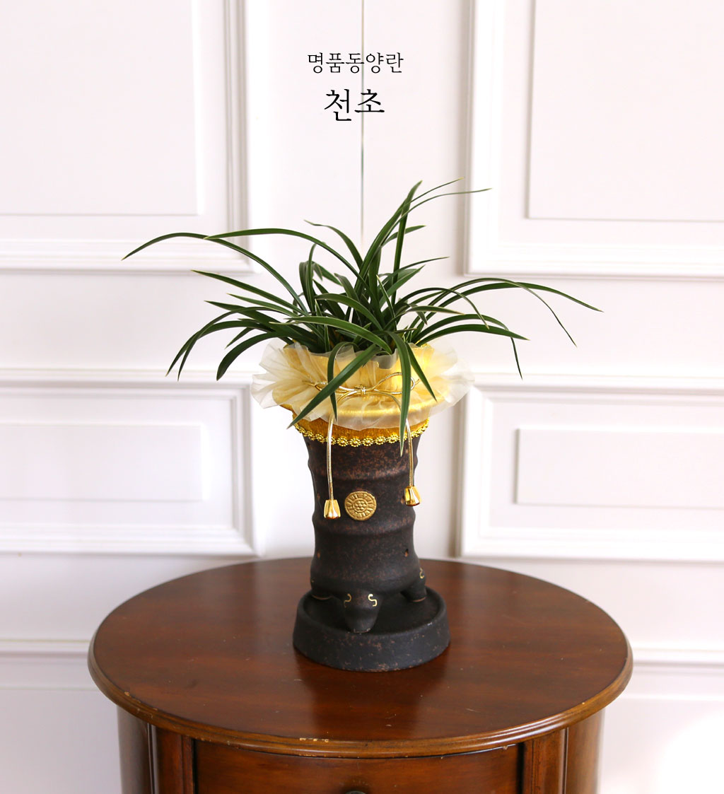명품 동양란 천초
