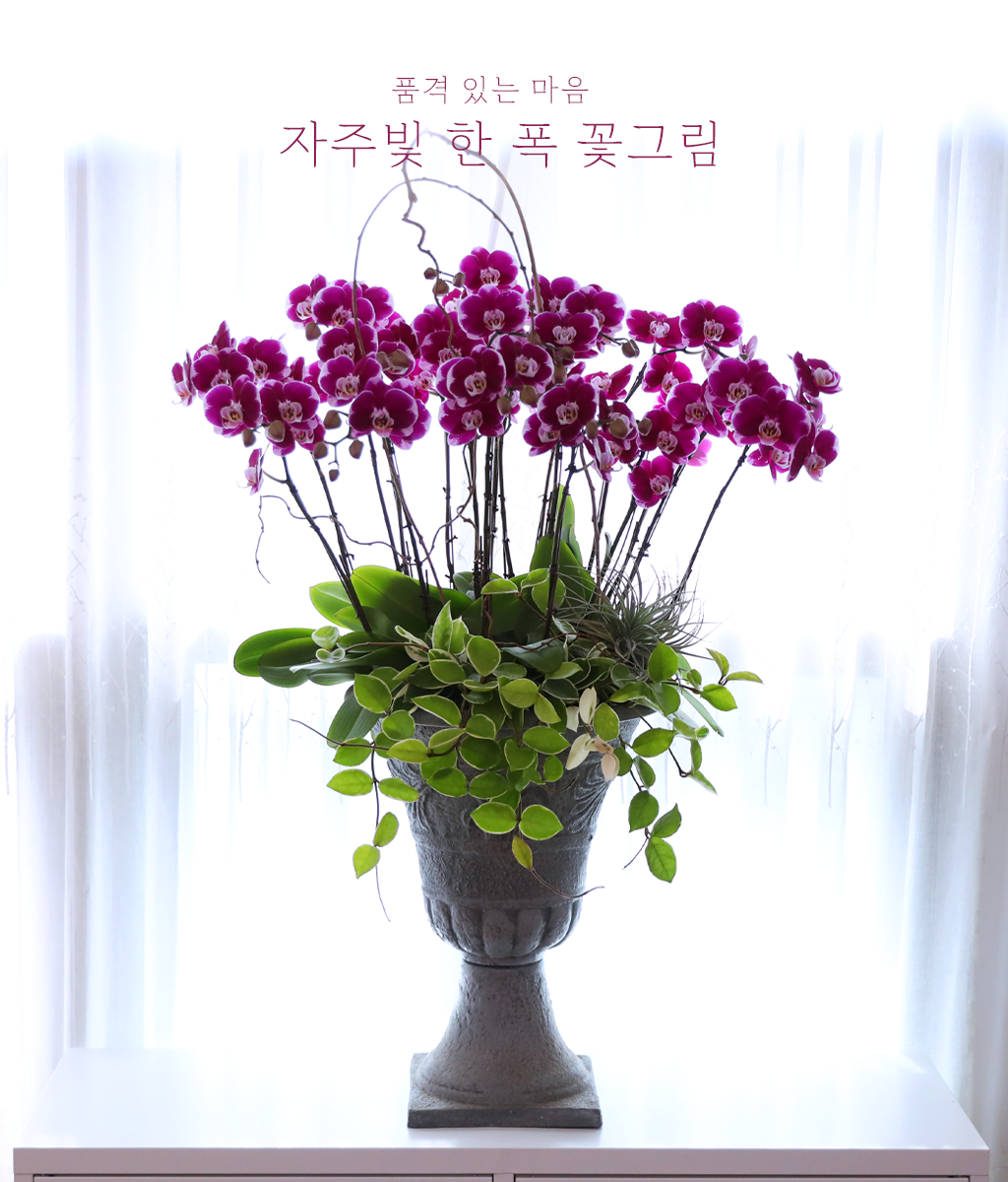 <br>자주빛 한 폭 꽃그림</br>
깊은 자주빛 호접란이 한 폭의 그림처럼 공간에 품격을 더합니다.
