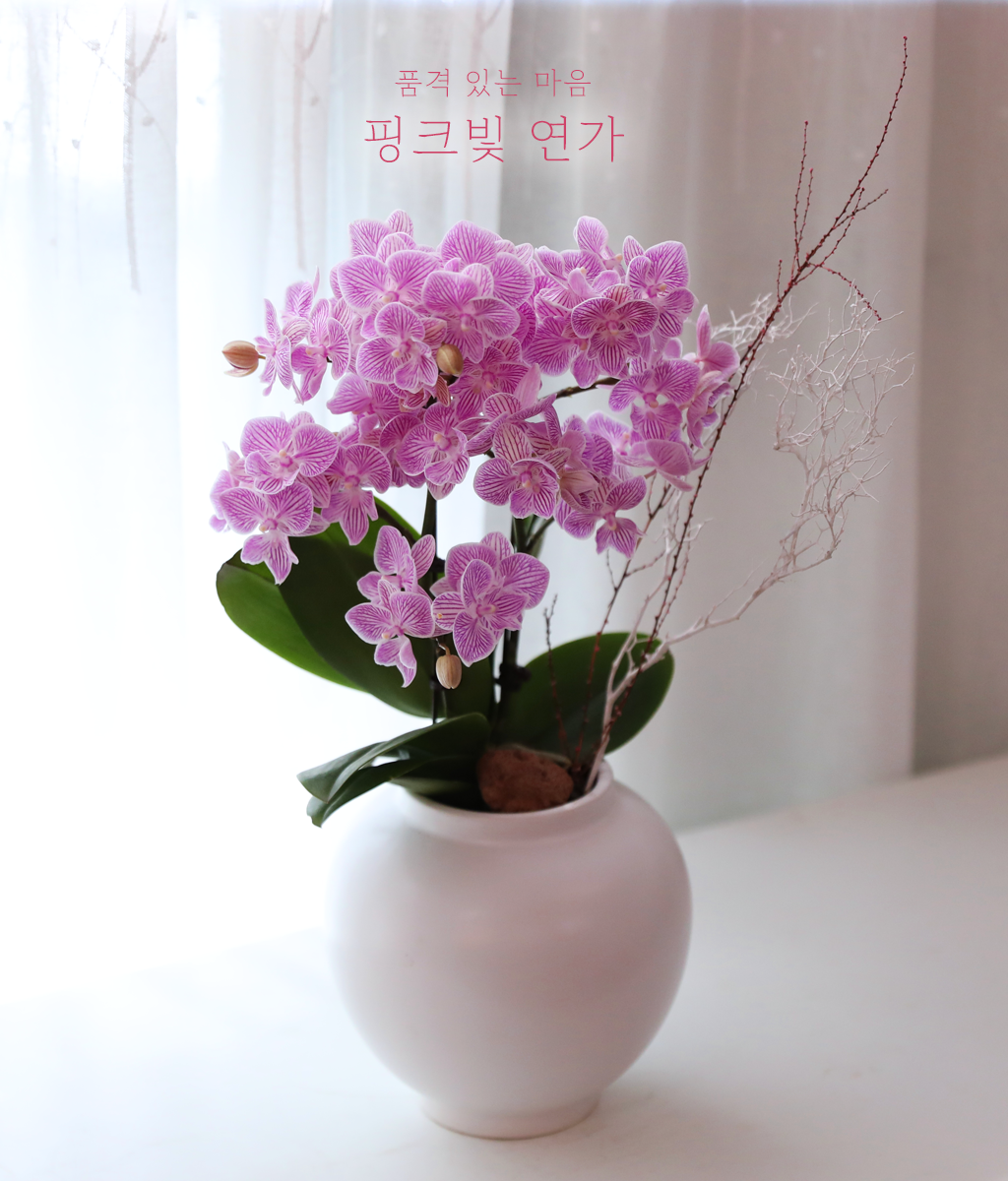 <br>핑크빛 연가</br>
은은한 핑크 호접란이 사랑스러운 여운처럼 부드럽게 피어납니다.