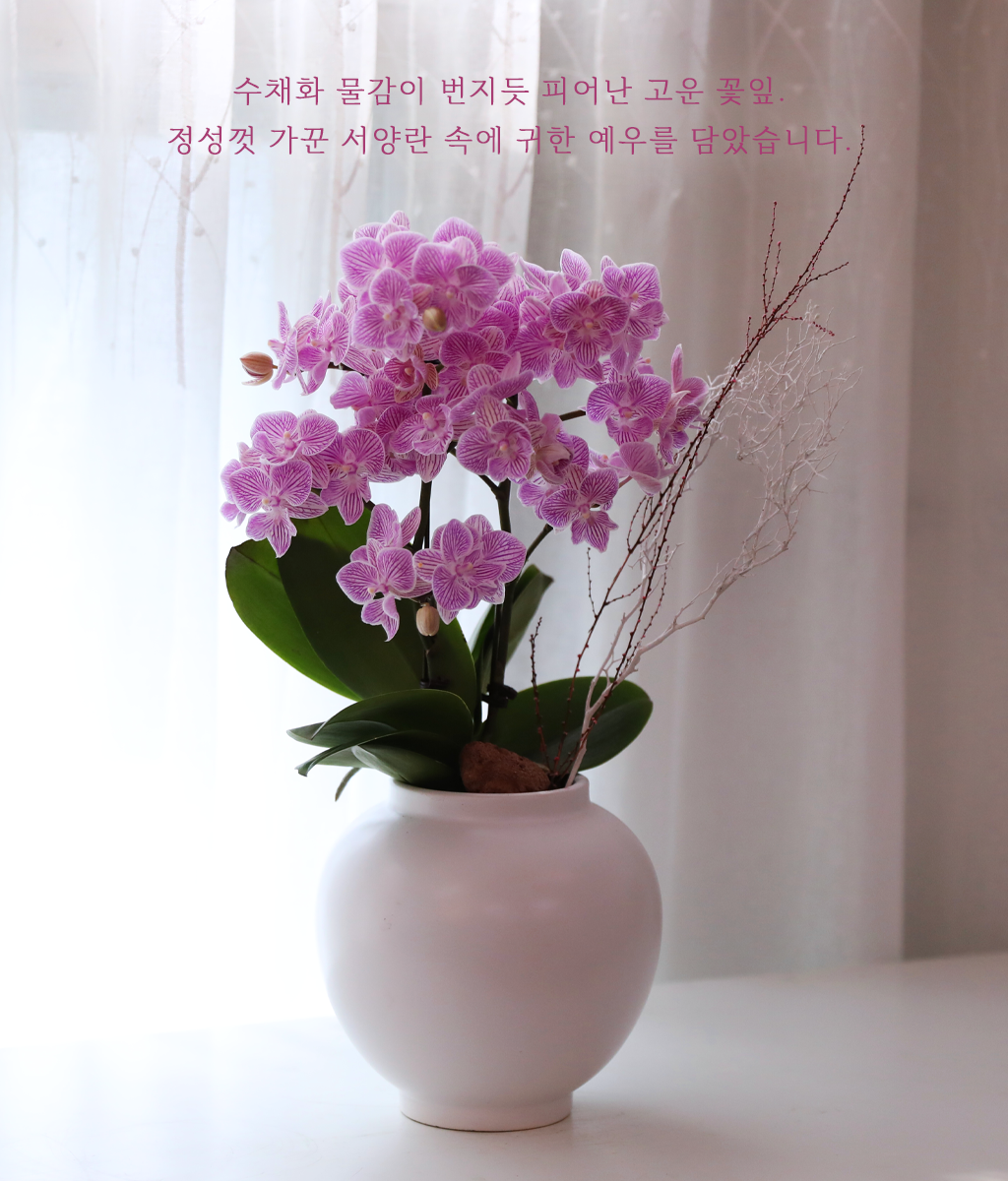 핑크빛 연가 - 나비의 뜰