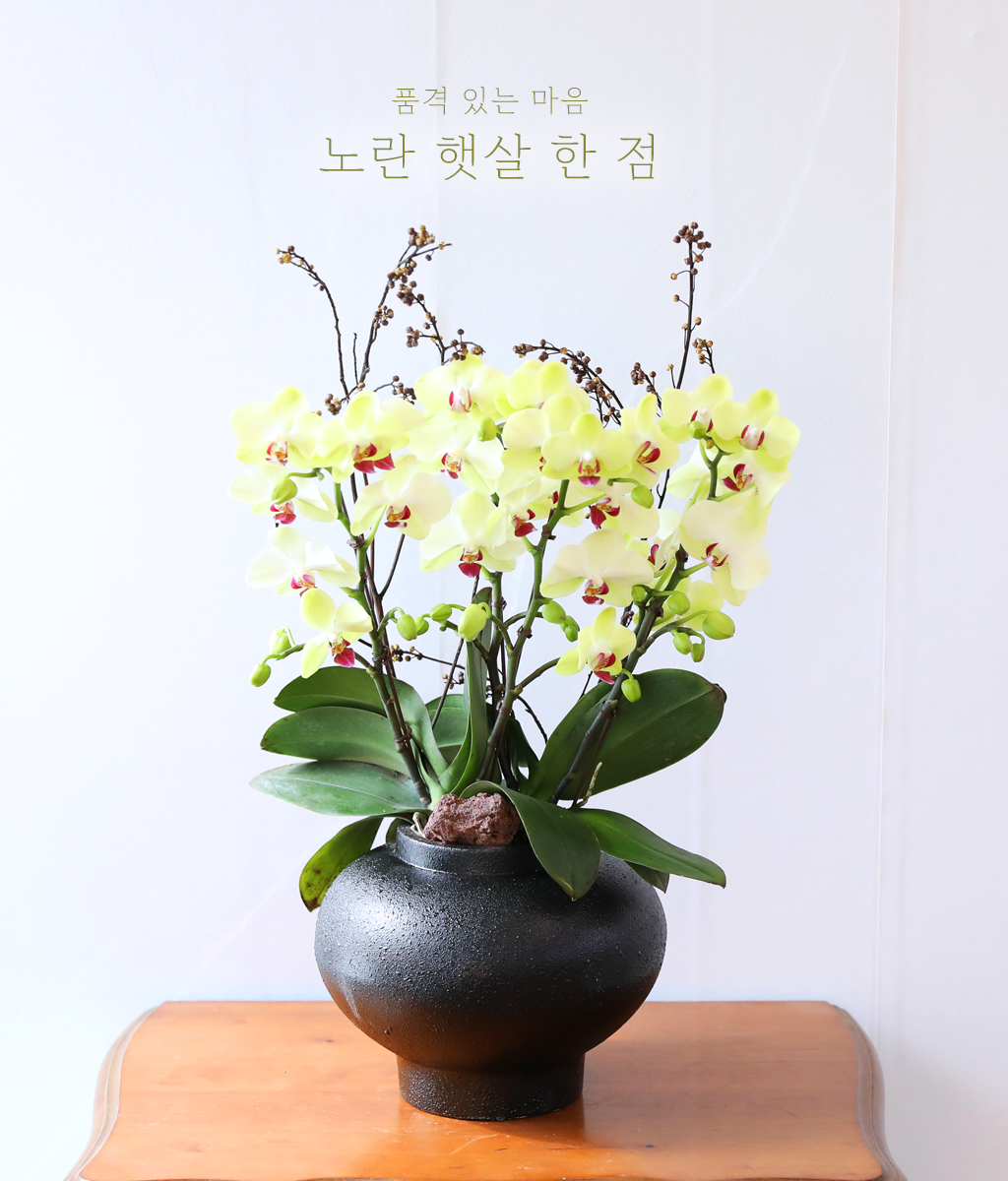 <br>노란 햇살 한 점</br>
부드러운 노란빛 호접란이 햇살 한 점처럼 공간을 환하게 밝힙니다.