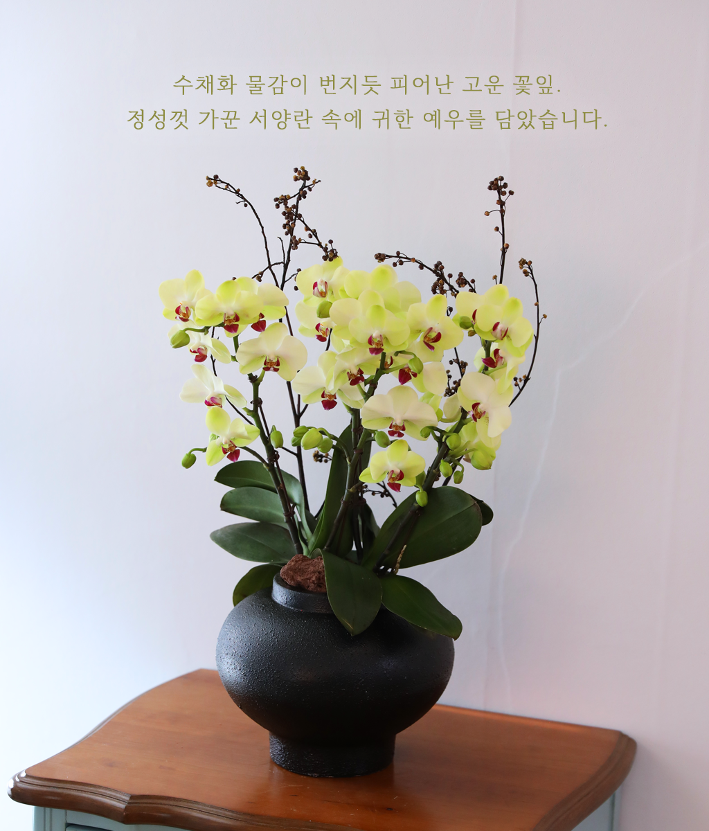 노란 햇살 한 점 - 나비의 뜰