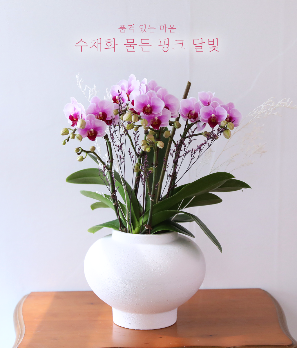 <br>수채화 물든 핑크 달빛</br>
수채화처럼 번지는 핑크빛 호접란이 맑고 로맨틱한 분위기를 완성합니다.