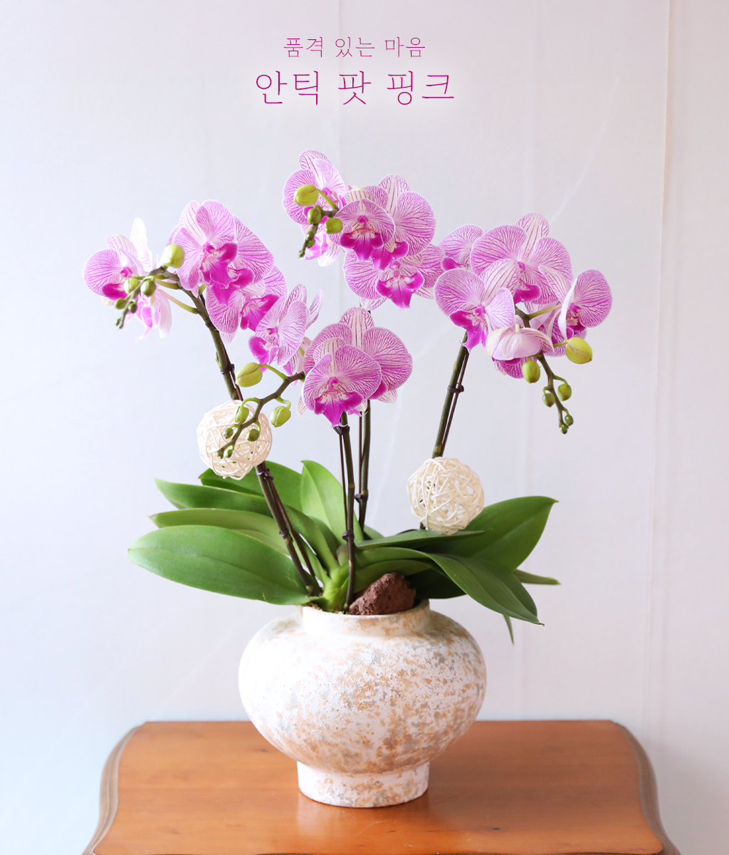 <br>안틱 팟 핑크</br>
선명한 핑크 호접란과 앤틱 화기가 감각적인 존재감을 완성합니다.