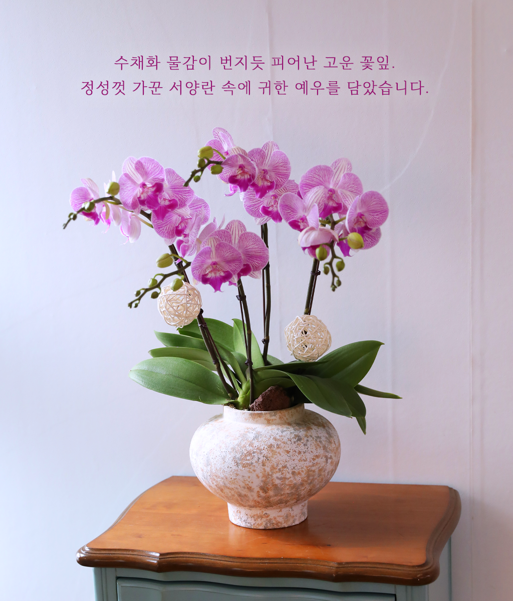 안틱 팟 핑크 - 나비의 뜰