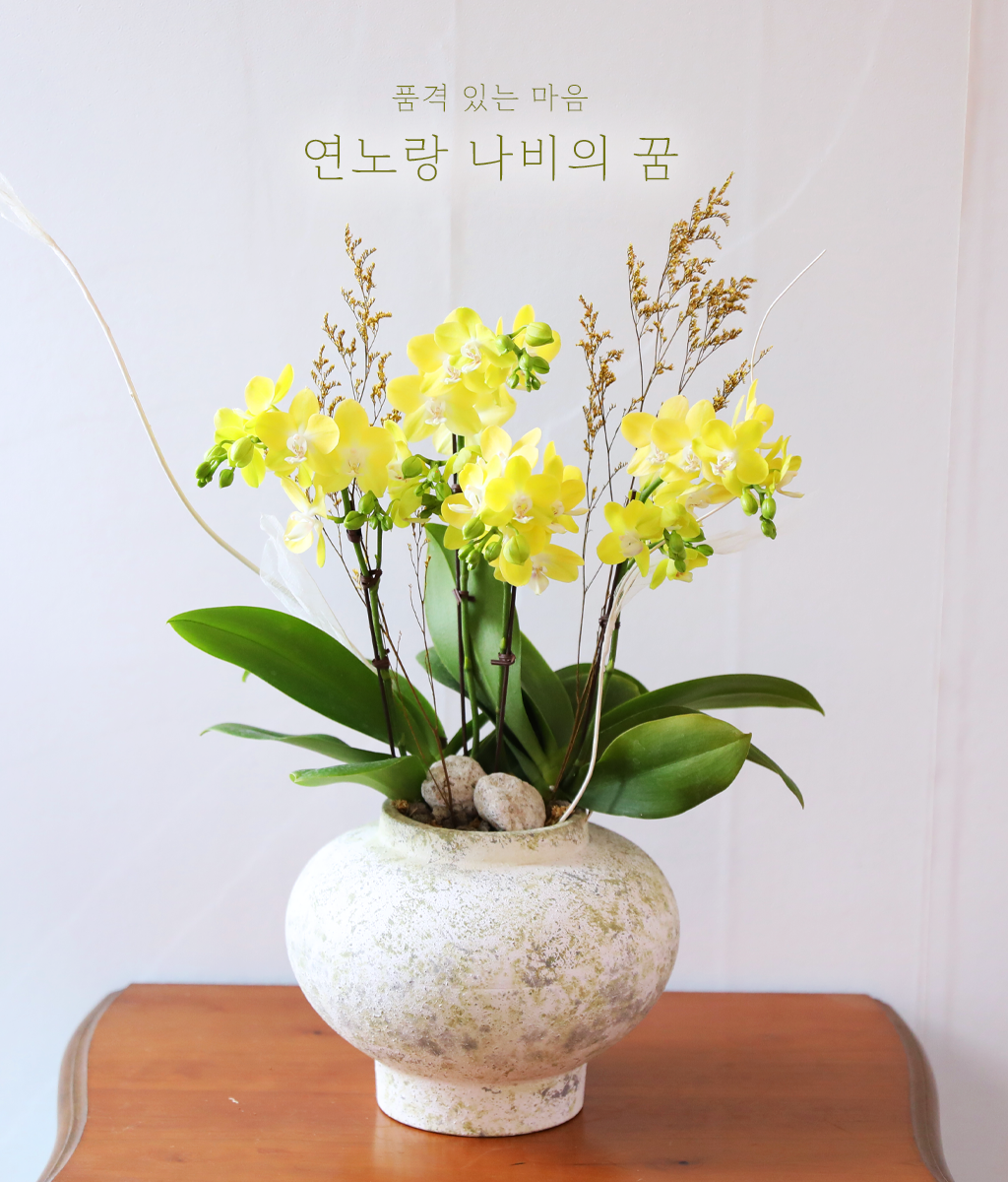 <br>연노랑 나비의 꿈</br>
산뜻한 연노랑 호접란이 나비처럼 가볍고 화사한 무드를 전합니다.
집들이와 감사 선물로 밝고 기분 좋은 마음을 전하세요.