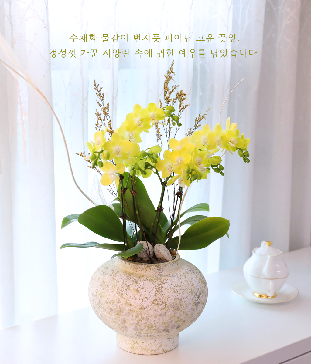 연노랑 나비의 꿈 - 나비의 뜰