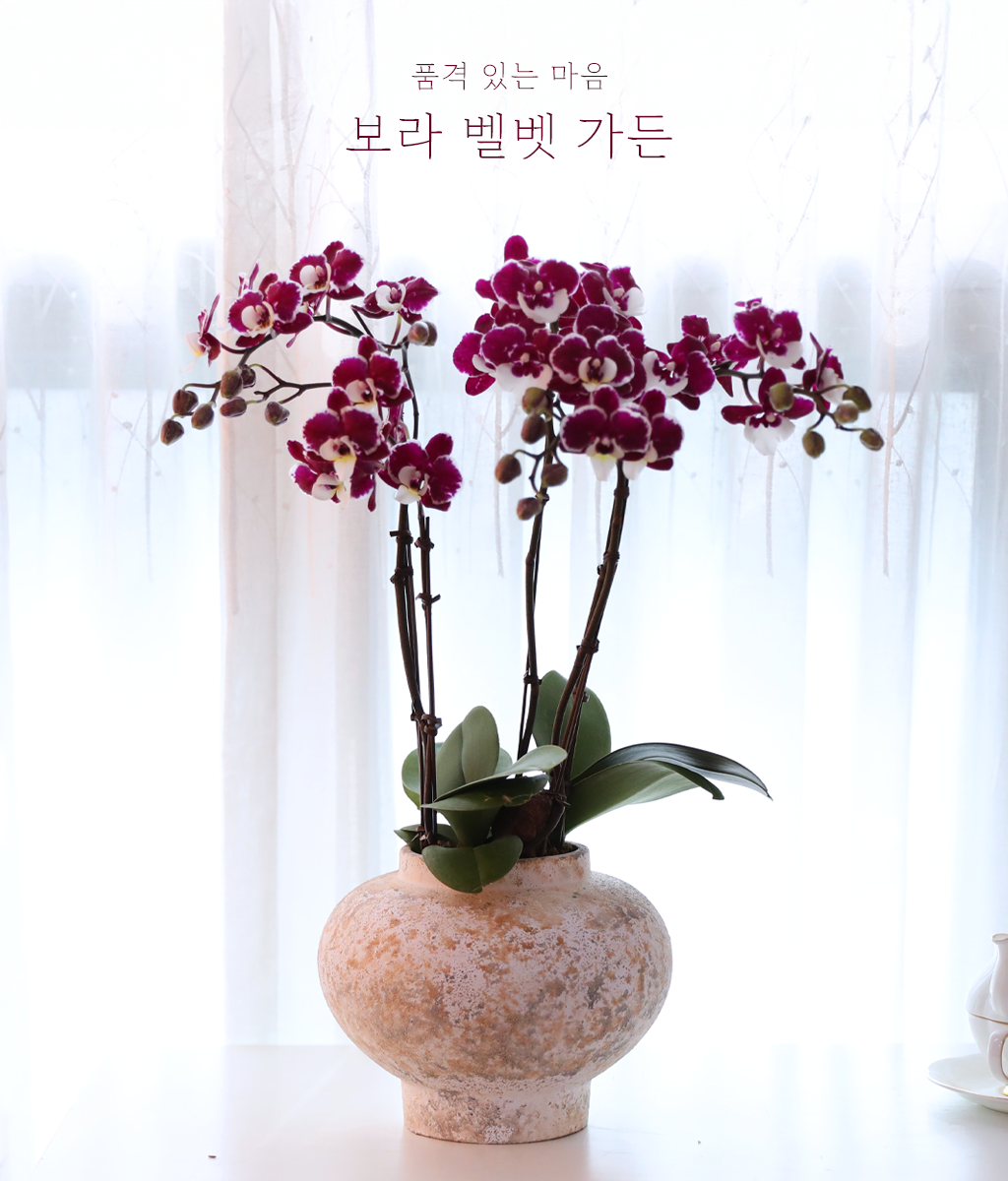 <br>보라 벨벳 가든</br>
벨벳처럼 깊은 보랏빛 호접란이 우아하고 클래식한 분위기를 만듭니다.
VIP 선물과 개업 축하에 품위 있는 진심을 전하세요.