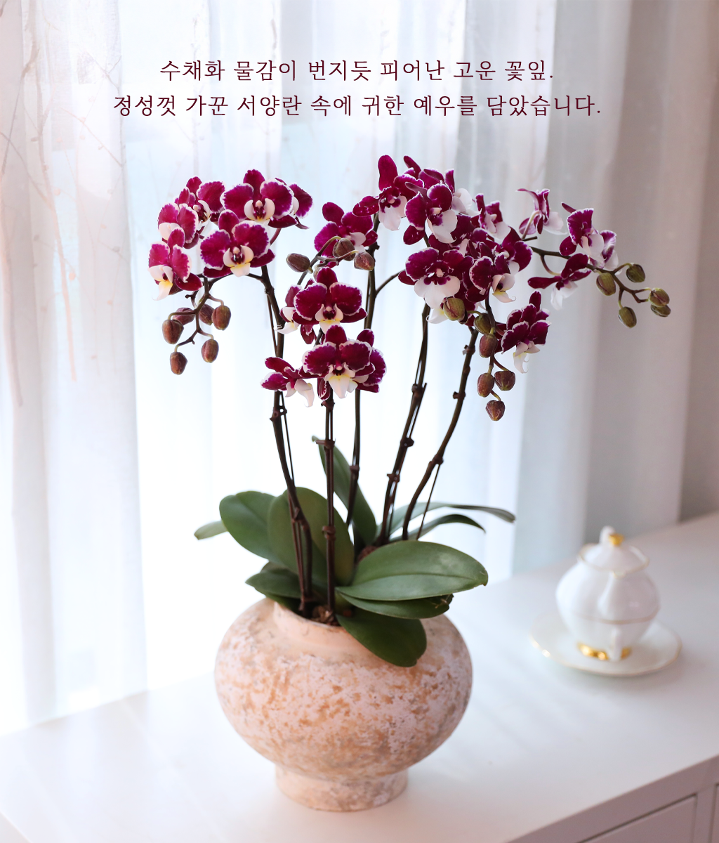 보라 벨벳 가든 - 나비의 뜰