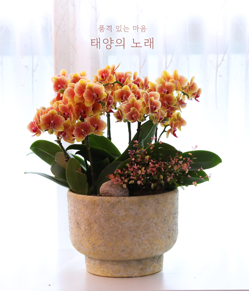<br>태양의 노래</br>
오렌지 골드 호접란이 햇살 가득한 에너지를 화사하게 피워냅니다.
생일과 개업, 축하가 필요한 순간에 활기찬 마음을 전하세요.