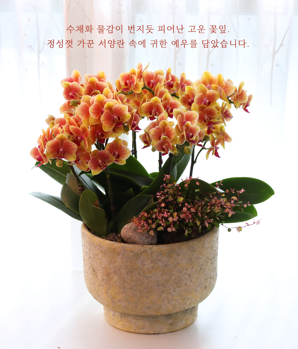 태양의 노래 - 나비의 뜰