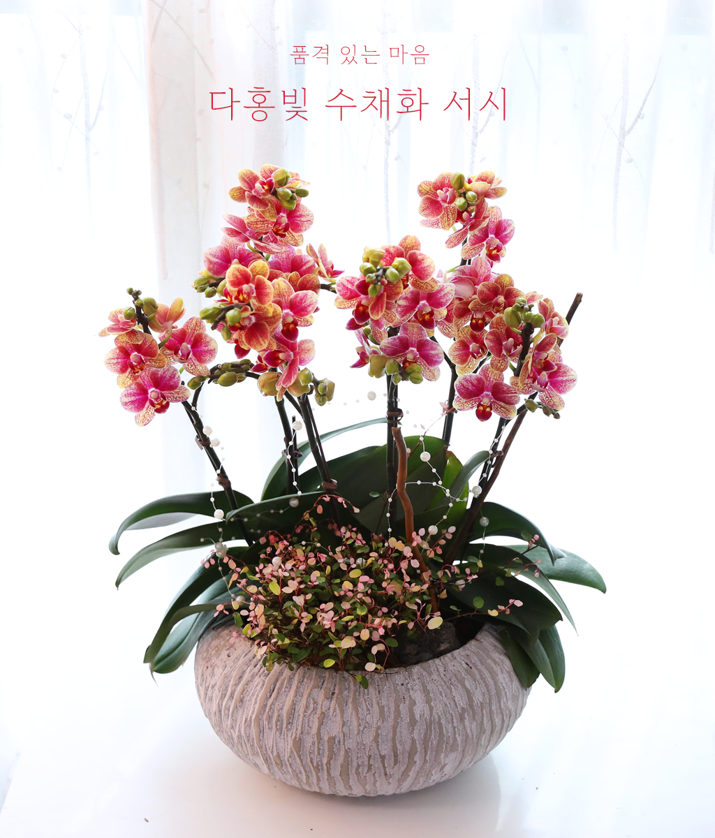<br>다홍빛 수채화 서시</br>
다홍빛 호접란이 수채화처럼 부드럽고 풍성한 색의 울림을 전합니다.
기념일과 감사의 자리에 화사하고 사랑스러운 진심을 전하세요.