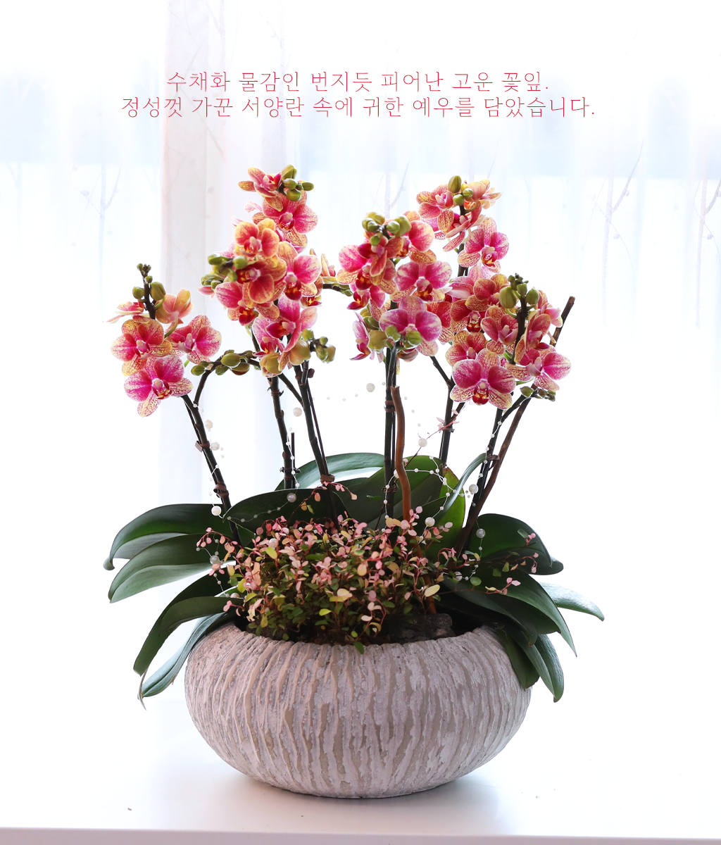 다홍빛 수채화 서시 - 나비의 뜰