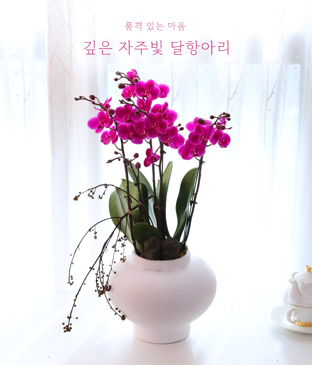 <br>깊은 자주빛 달항아리</br>
강렬한 자주빛 호접란이 달항아리 위로 번지는 듯 우아하게 피어납니다.
개업과 감사 선물로 존재감 있는 진심을 전하세요.