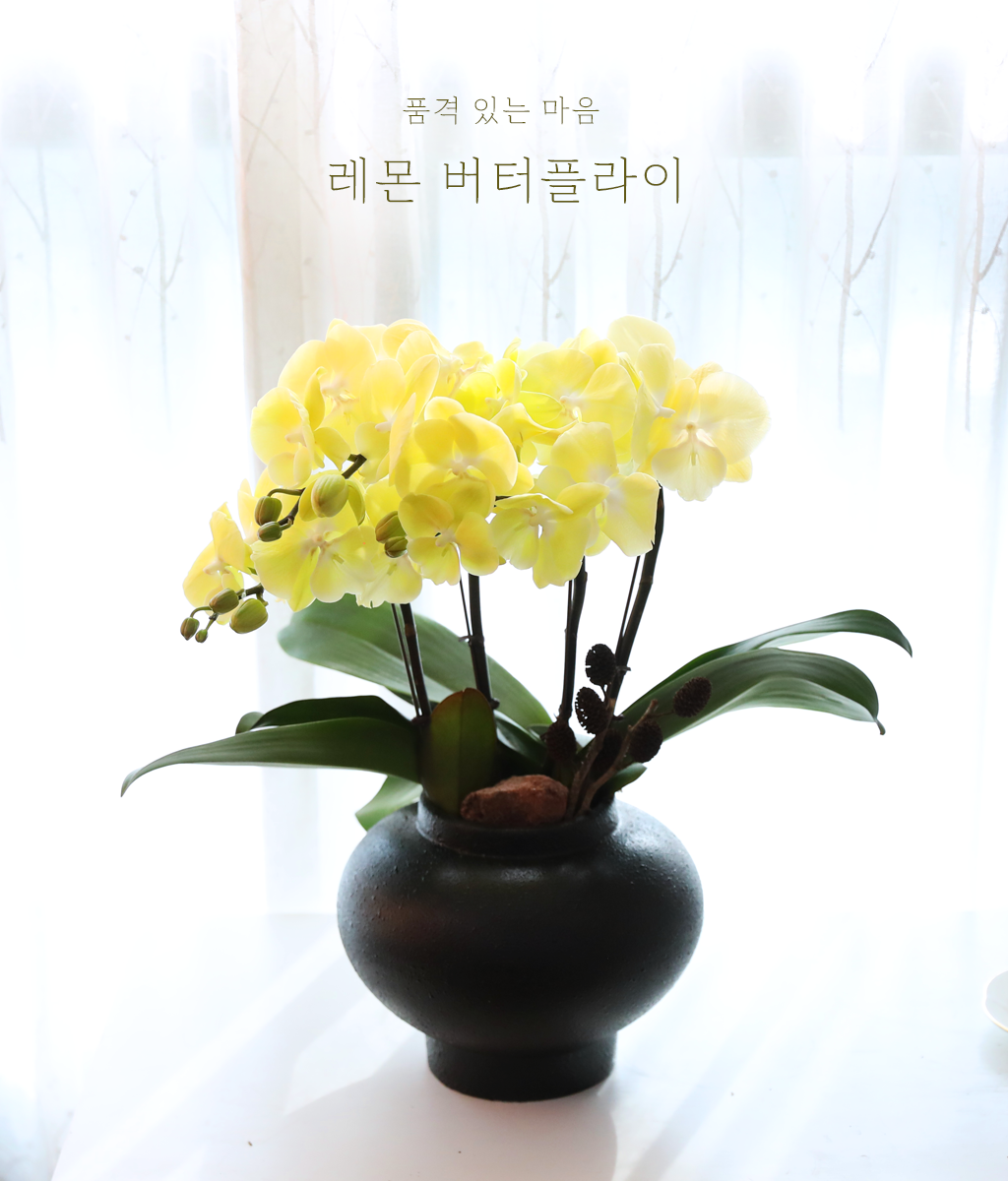 <br>레몬 버터플라이</br>
맑은 레몬빛 호접란이 산뜻하고 세련된 생기를 공간에 더합니다.
승진과 이전, 희망찬 시작을 응원하는 마음을 전하세요.