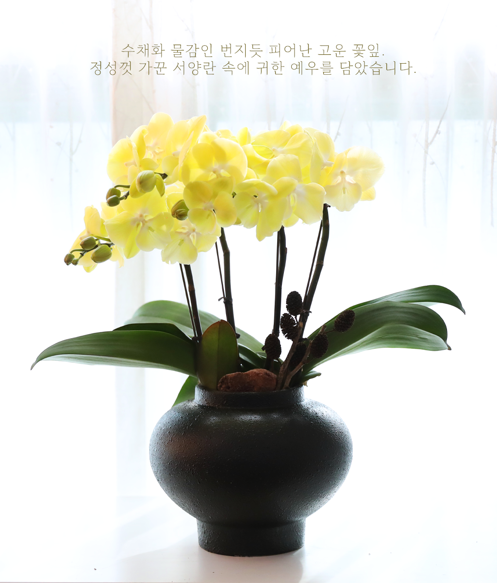 레몬 버터플라이 - 나비의 뜰