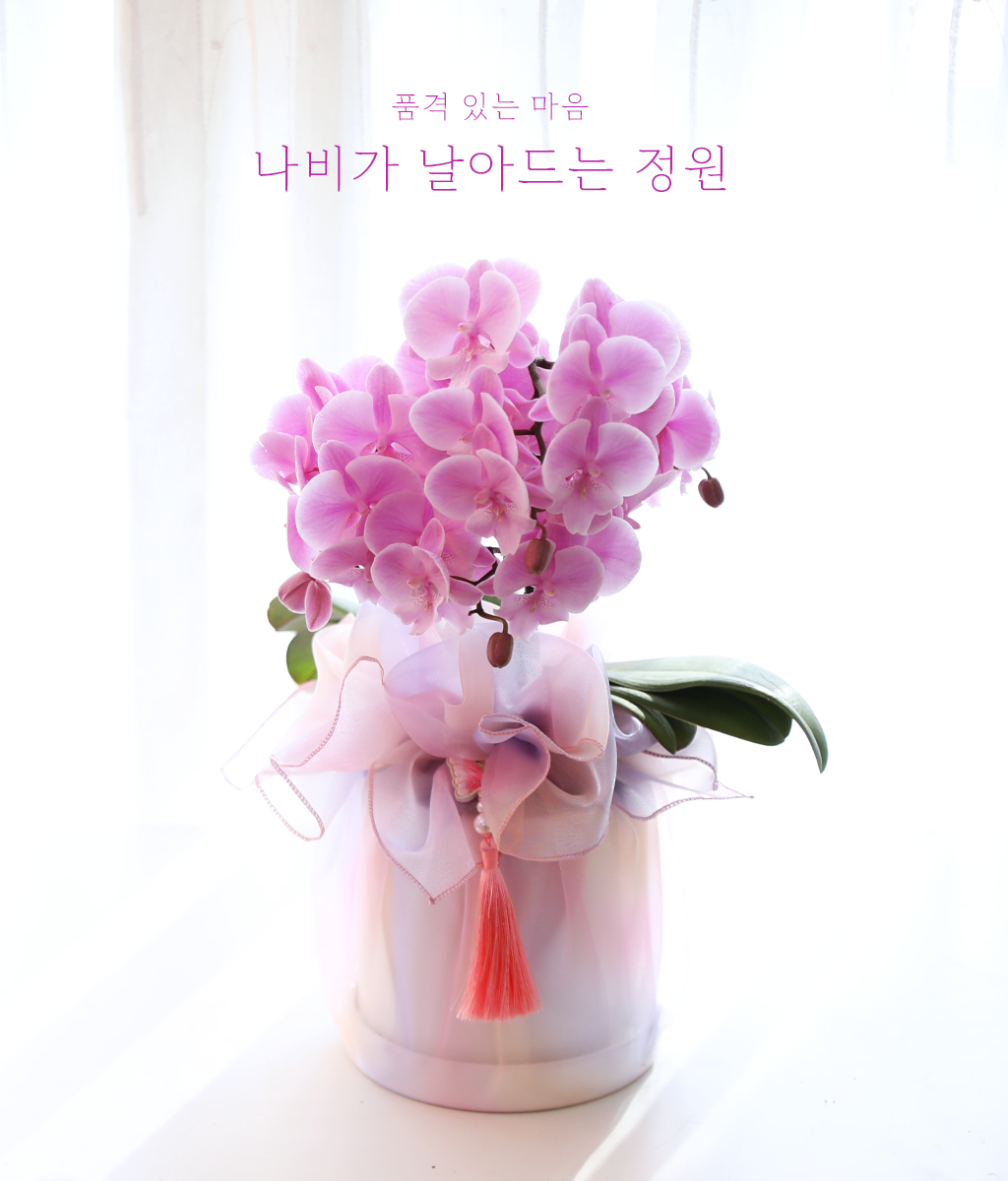 <br>나비가 날아드는 정원</br>
부드러운 연핑크 호접란과 리본 장식이 로맨틱한 설렘을 가득 채웁니다.
생일과 기념일, 사랑스럽고 화사한 진심을 전하세요.