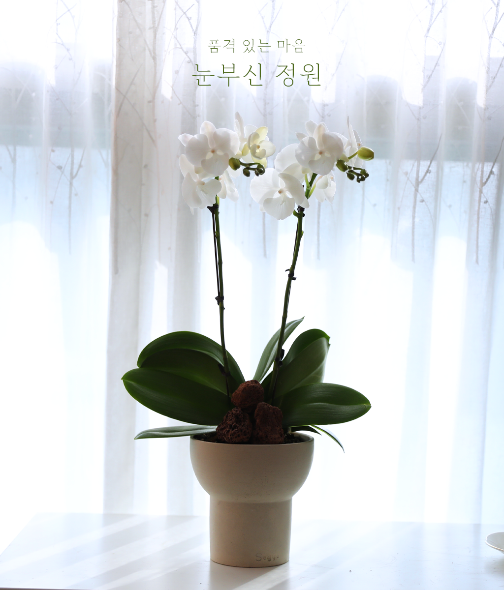 <br>눈부신 정원</br>
순백 호접란이 맑고 담백한 아름다움으로 공간을 정갈하게 채웁니다.
개업과 이전, 깨끗하고 단아한 축하의 진심을 전하세요.
