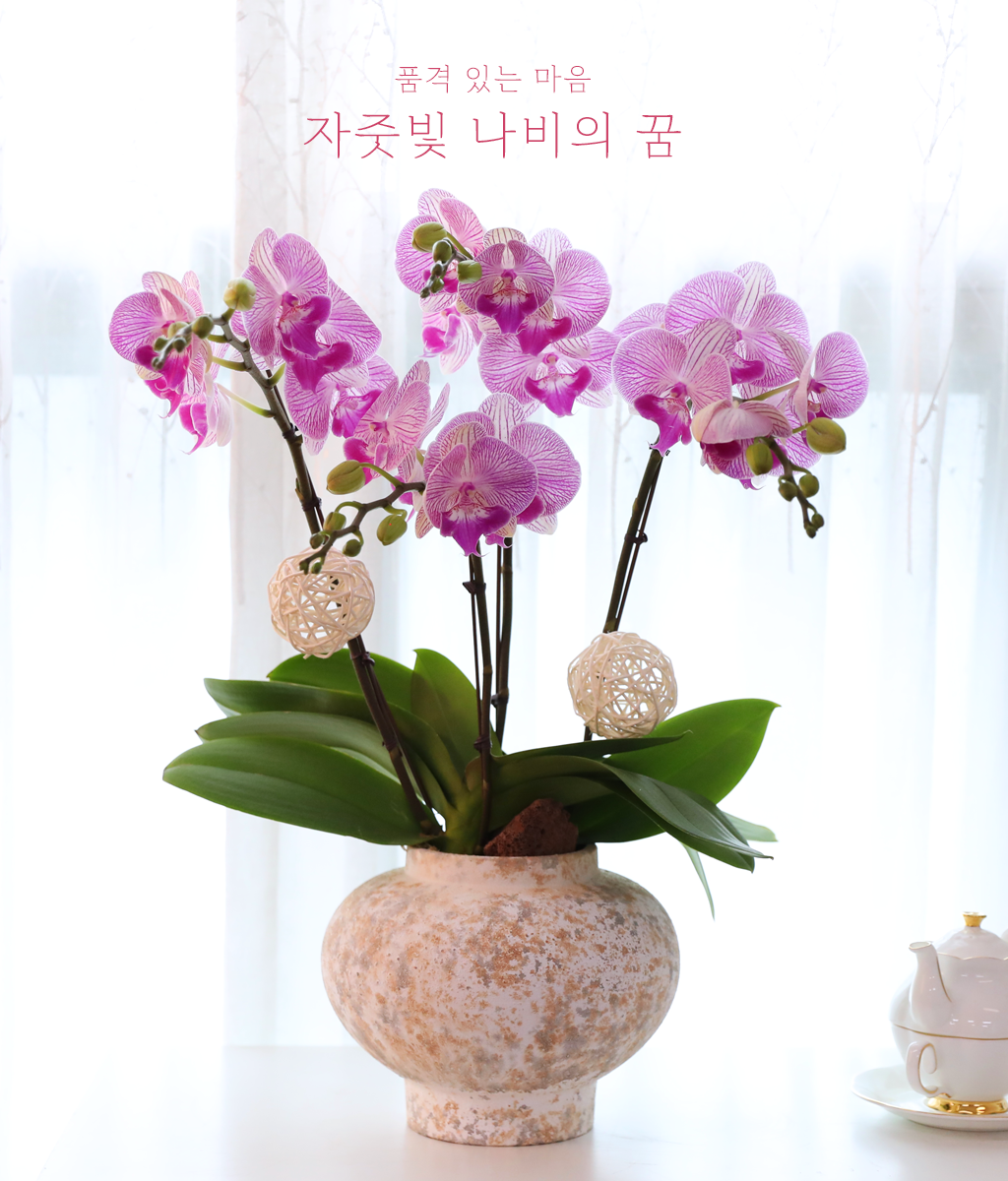 <br>자줏빛 나비의 꿈</br>
자주빛 결이 살아 있는 핑크 호접란이 로맨틱하고 화사한 분위기를 만듭니다.
집들이와 기념일, 다정하고 고운 마음을 전하세요.